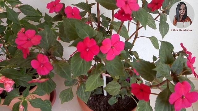 Cam Güzeli Çiçeği ( Impatiens walleriana ) Bakımı смотреть онлайн