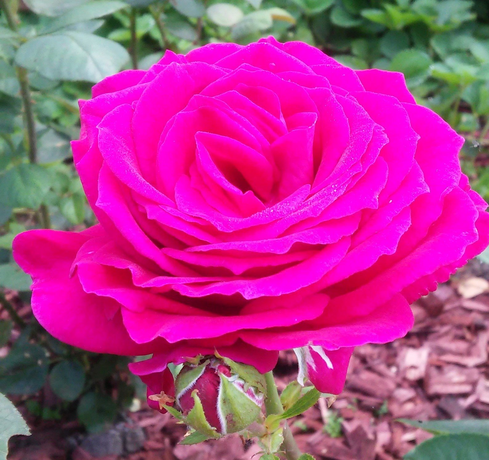 РОЗЫ от А до Я. Ранневесенний уход, часть 2. смотреть онлайн