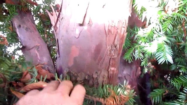 Красное дерево/Red tree/обзор растения смотреть онлайн