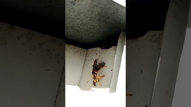 Что делают осы в почтовом ящике?.. смотреть онлайн