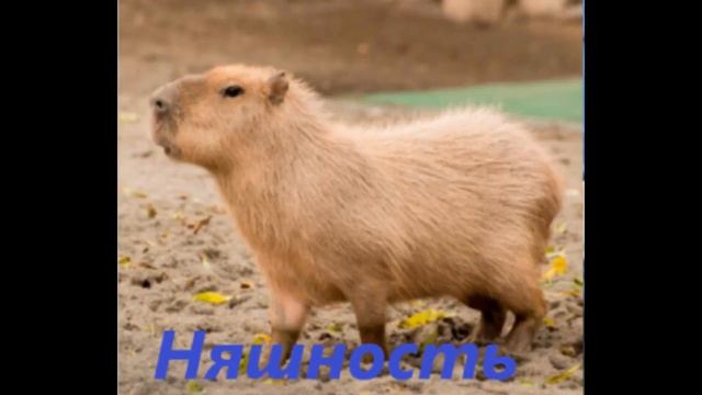 Капибара VS Шлепа смотреть онлайн