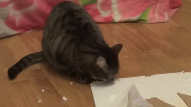 Мотя ест пенопласт смотреть онлайн