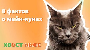 8 интересных фактов про мейн-куна