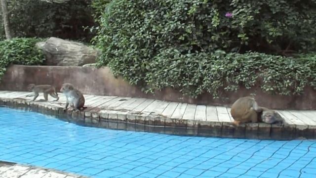 Плавающие обезьяны,прикольное видео смотреть онлайн