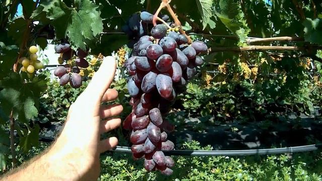 ГФ Байконур 2018 смотреть онлайн