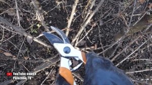 ПРАВИЛЬНАЯ ОБРЕЗКА КРЫЖОВНИКА ВЕСНОЙ - ЗАЛОГ БОЛЬШОГО УРОЖАЯ!