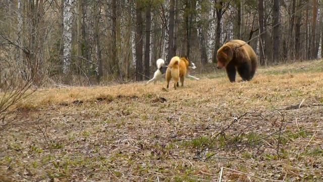 всл кедр всл луша таргай 20014 г таргай