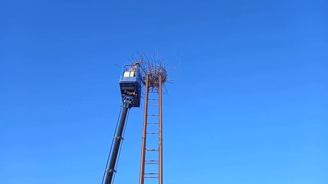 Рязанский дом белого аиста. Наращивание гнездовой опоры смотреть онлайн