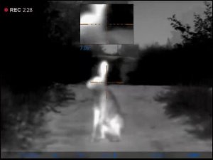 Заяц пришел на манок "раненный заяц")