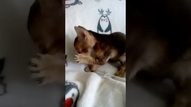 Котята ориентальной породы смотреть онлайн