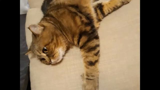 Кот Васька смотреть онлайн