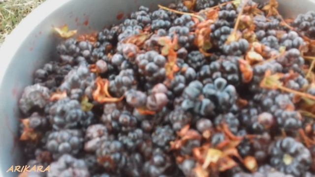 лесные выходные смотреть онлайн