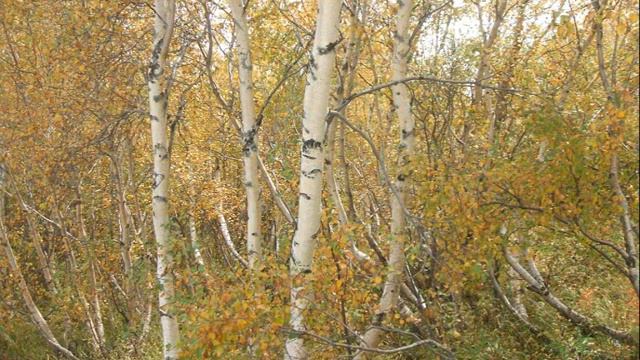 Слайдшоу Железноводск смотреть онлайн