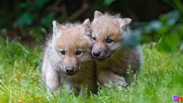 ВОЛКИ окружили нашу повозку. И вдруг мама громко запела – волчица остановилась и … смотреть онлайн