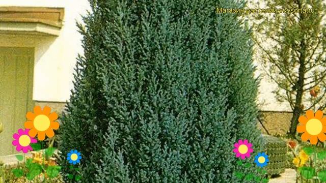 Кипарисовик лавсона Элвуди. Краткий обзор, описание характеристик chamaecyparis lawsoniana Ellwoodi смотреть онлайн