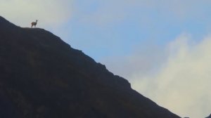 Охота на оленя, медведя и добыча пушнины. Снежный человек Ларэми Миллер (Охотник и рыболов)