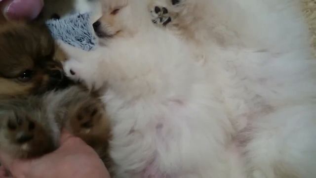 Выбор Шпицев на продажу. Питомник в Москве смотреть онлайн