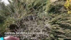 Сирень Мейера Палибин Штамбовая. Весна