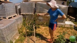 Черешня в Подмосковье: Ипуть, Одринка, Ревна