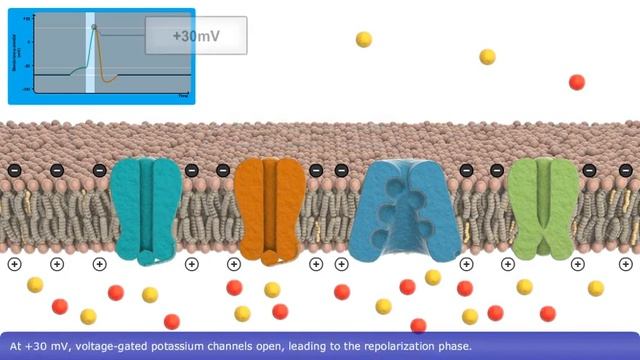 Cell Biology | Action Potential