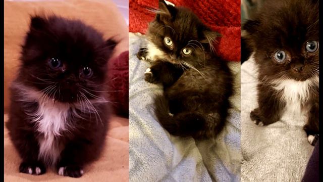 ЧМОНЯ - ОТКУДА МЕМ? смотреть онлайн