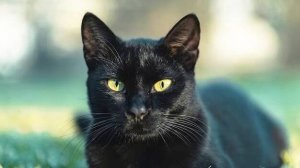 357 Тамара Миансарова - Черный кот