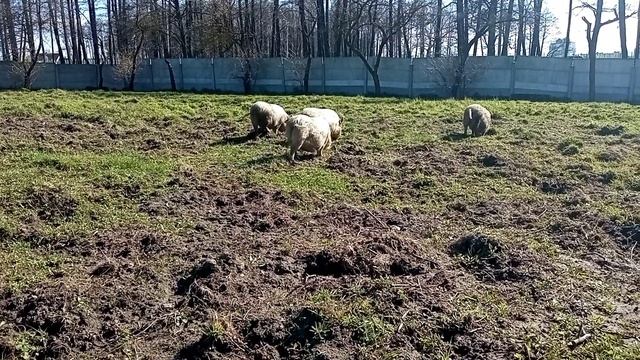 Вьетнамские свиньи заработок разведение ОТВЕТЫ НА ВОПРОСЫ смотреть онлайн