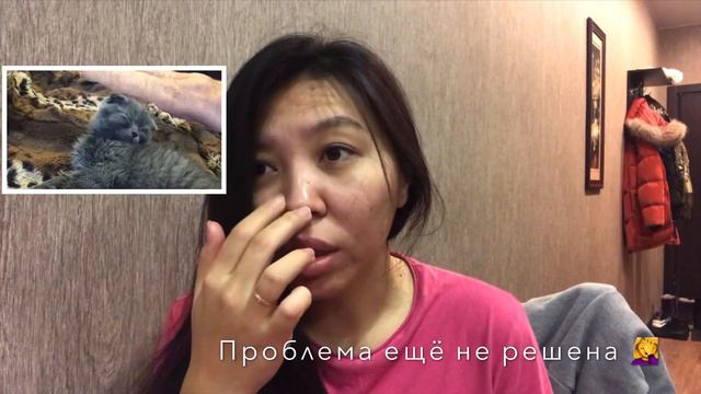 Vlog милой казашки: выгнали кота из дома или кризис 20 дней смотреть онлайн