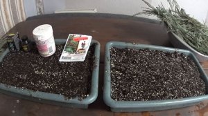 РАЗМНОЖЕНИЕ МОЖЖЕВЕЛЬНИКА СКАЙРОКЕТ (SKYROCKET) - БЛЮ АРРОУ (Blue Arrow) - ЧЕРЕНКОВАНИЕМ (ЧАСТЬ 1).