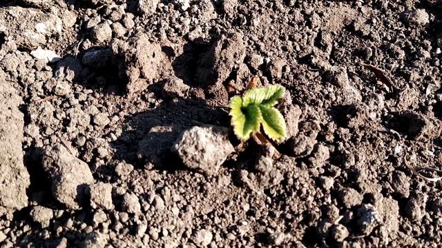 Знахідка для садівників і огородніків. Ярос стимулює ріст і відновлює рослини смотреть онлайн