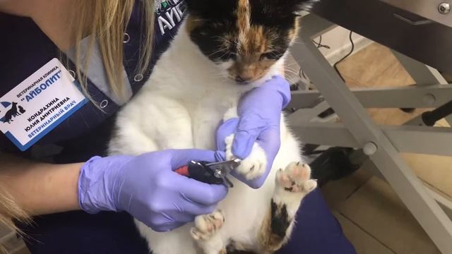 Обрезка когтей смотреть онлайн