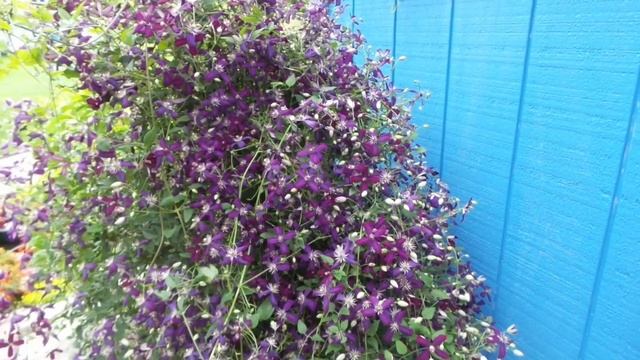 Clematis 'Sweet Summer Love' | www.gardencrossings.com смотреть онлайн