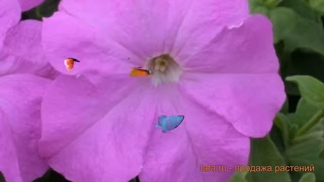 Петуния грандифлора Призм Лавендер ? обзор: как сажать, семена петунии Призм Лавендер смотреть онлайн