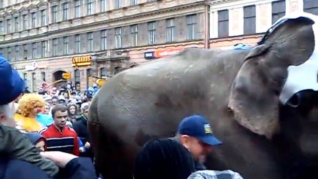 По городу слонов водили :) смотреть онлайн