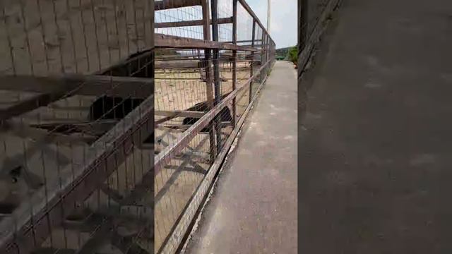 Страусы Казеевка Пенза смотреть онлайн