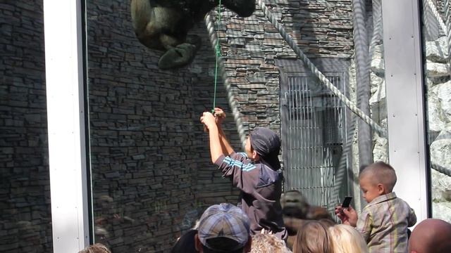 Monkey begging for food from visitors!! Новосибирский зоопарк Novosibirsk zoo смотреть онлайн