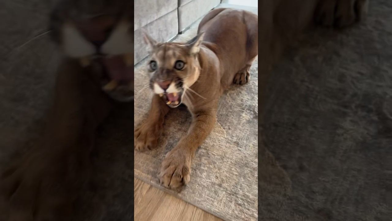 Cat’s emotions смотреть онлайн