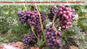 24 июля и созревание винограда Заря несветая. Удивительный вкус, ультраранняя ягода - мой любимчик!