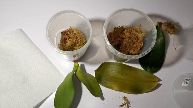 #3 ИТОГ РЕАНИМАЦИИ орхидей по МК известного блогера. Такого быстрого результата у меня еще не было! смотреть онлайн