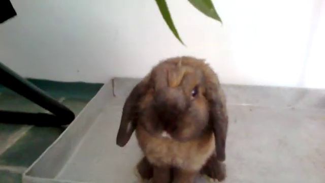 Áfonya és a fűzfa