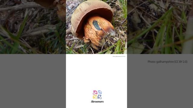 Devil's bolete (Rubroboletus satanas) | Sensory | Practical Short Profile | Shroomers смотреть онлайн