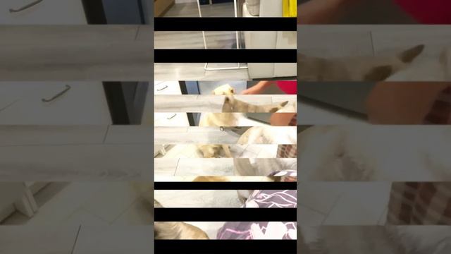 Привет из дома от СИМКИ ❤ (Адыгея 🎈) (собачка родила в яме под магазином) #симка #семья смотреть онлайн