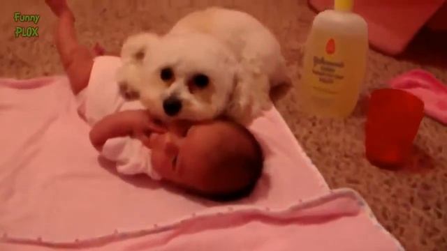 Смешные собаки охраняют детей! смотреть онлайн