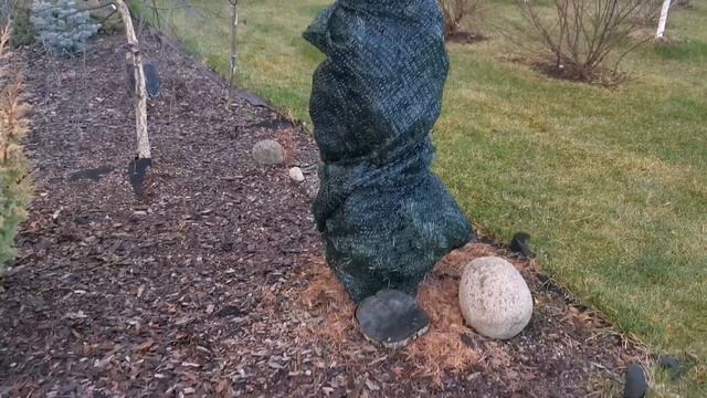 Укрытия для хвойных?Зимний "прикоп"хвойных саженецев Приглашаю на последнюю осеннюю прогулку?? смотреть онлайн