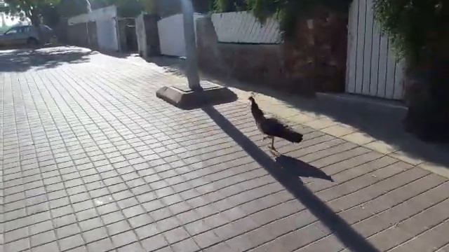 Известный животновод Вик Арадский ведёт передачу "В мире животных." 29.06.2017 смотреть онлайн