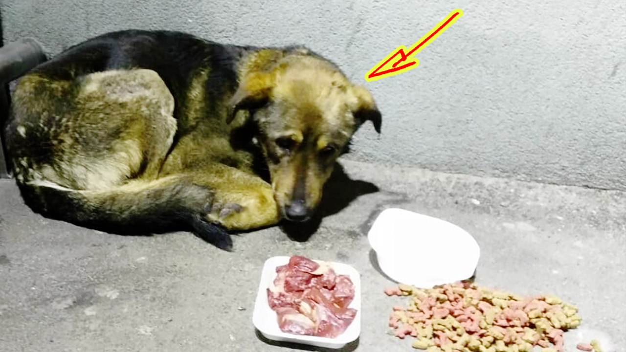 Пса выбросили из машины у супермаркета. Он напрасно ждал, что хозяева вернутся смотреть онлайн