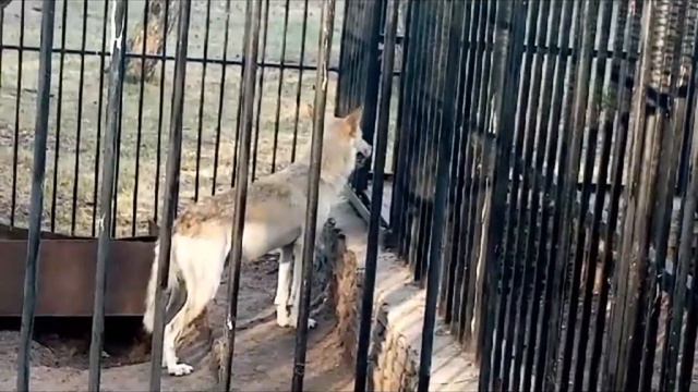КАЗАХСТАН. ЗООПАРК. 2 ЧАСТЬ. ПРИЯТНОГО ПРОСМОТРА. смотреть онлайн