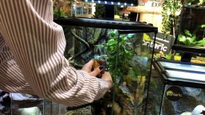 Компактные рептилии в компактных террариумах