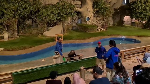 Amazing Sea Lion Show at Emirates Park Zoo Abu Dhabi- 2021 (Must Visit Place in UAE) смотреть онлайн