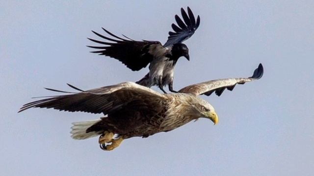 Евгений Косенков. Притча о орле и вороне. Христианские песни. смотреть онлайн